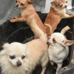 listados de perros